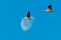 Biosphoto | 2547975 | Grues cendrées (Grus grus) en vol devant la lune, Hautes fagnes, Belgique | &copy; Christian Cabron / Biosphoto