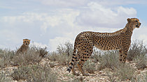 Biosphoto | 2621639 | Guépard (Acinonyx jubatus) adulte femelle et son jeune se déplaçant aux heures chaudes de l'été austral. PN transfrontalier de Kgalagadi. Afrique du Sud | &copy; Brigitte Marcon / Biosphoto
