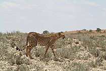 Biosphoto | 2621640 | Guépard (Acinonyx jubatus) adulte femelle se déplaçant aux heures chaudes de l'été austral. PN transfrontalier de Kgalagadi. Afrique du Sud | &copy; Brigitte Marcon / Biosphoto