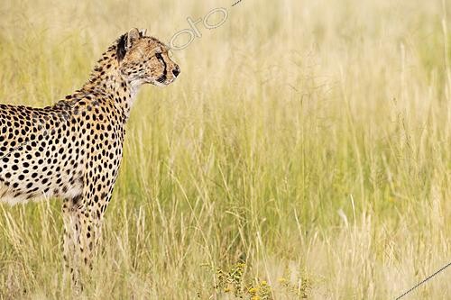 Biosphoto | 2628239 | Guépard (Acinonyx jubatus), femelle, désert du Kalahari, Parc transfrontalier Kgalagadi, Afrique du Sud. | &copy; Thomas Dressler / Biosphoto