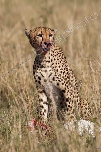 Biosphoto | 2068573 | Guépard (Acinonyx jubatus) femelle mangeant, Lockout, Masai Mara, Kenya | &copy; Myriam Dupuis / Biosphoto