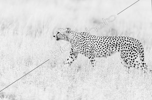 Biosphoto | 2081943 | Guépard (Acinonyx jubatus) marchant dans la savane, Parc Kruger, Afrique du Sud | &copy; Tonino De Marco / Biosphoto