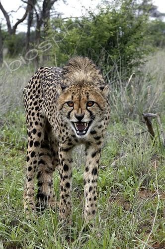 Biosphoto | 69177 | Guépard montrant les dents et hérissant les poils | &copy; Sylvain Cordier / Biosphoto
