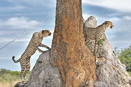 Biosphoto | 2623099 | Guépards (acinonyx jabatus) sur termitière. Botswana | &copy; Michel Bureau / Biosphoto