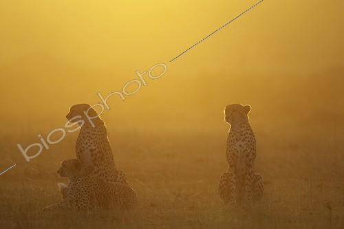 Biosphoto | 1650308 | Guépards dans la savane au crépuscule Masaï Mara Kenya | &copy; Tony Crocetta / Biosphoto