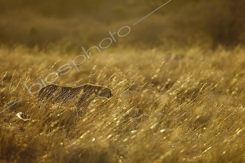 Biosphoto | 942849 | Guépards mâles à l'affût dans les hautes herbes Masaï Mara | &copy; Michel & Christine Denis-Huot / Biosphoto
