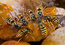 Biosphoto | 2453769 | Guêpe commune (Vespula vulgaris) se nourrissant sur des mirabelles, Parc naturel régional des Vosges du Nord, France | &copy; Michel Rauch / Biosphoto