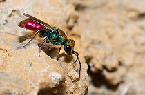 Biosphoto | 2449529 | Guêpe dorée (Chrysura hybrida) à la recherche de galerie d'osmies dans les rochers, Parc naturel régional des Vosges du Nord, France | &copy; Michel Rauch / Biosphoto