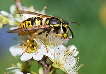 Biosphoto | 2444156 | Guêpe germanique (Vespula germanica) reine se nettoyant les pattes, Parc naturel régional des Vosges du Nord, France | &copy; Michel Rauch / Biosphoto