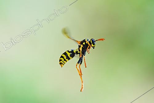 Biosphoto | 2621158 | Guêpe poliste (Polistes sp) pollinisateur butineur en vol au jardin, Bouxières-aux-dames, Lorraine, France | &copy; Stéphane Vitzthum / Biosphoto
