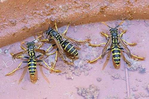 Biosphoto | 2597987 | Guêpes polistes (Polistes dominula) buvant dans une soucoupe de pot de fleur, Alpes-de-Haute-Provence, France | &copy; Marie Aymerez / Biosphoto