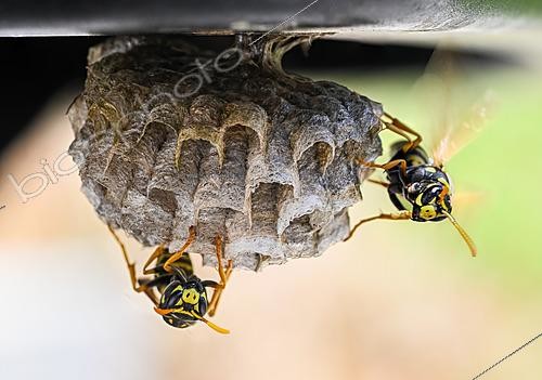 Biosphoto | 2621157 | Guêpes polistes (Polistes sp) sur leur nid, Bouxières-aux-dames, Lorraine, France | &copy; Stéphane Vitzthum / Biosphoto