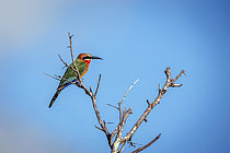 Biosphoto | 2609291 | Guêpier à front blanc (Merops bullockoides) sur une branche isolée dans un ciel bleu dans le parc national du Grand Kruger, Afrique du Sud. | &copy; Patrice Correia / Biosphoto