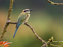 Biosphoto | 2608937 | Guêpier à gorge blanche (Merops albicollis), immature, forêt de Kibale, Ouganda | &copy; Ignacio Yufera / Biosphoto