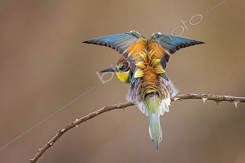 Biosphoto | 2570478 | Guêpier d'Europe (Merops apiaster) sur une branche, Saxe-Anhalt, Allemagne | &copy; Thomas Hinsche / BIA / Biosphoto