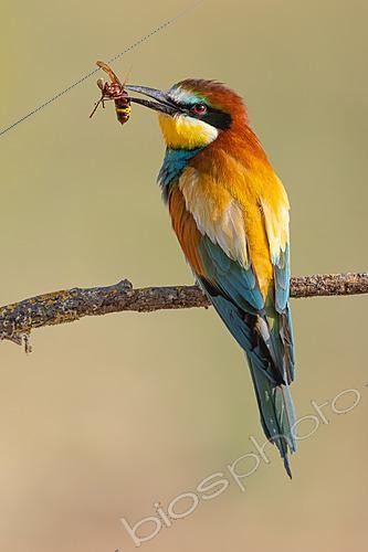Biosphoto | 2627779 | Guêpier d'Europe (Merops apiaster) tenant un frelon asiatique (Vespa velutina), une espèce invasive, dans son bec, Jerez de la Frontera, Cadix, Espagne. | &copy; Pablo Barrena / Biosphoto