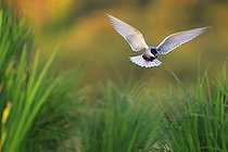 Biosphoto | 2588294 | Guifette moustac (Chlidonias hybrida) en vol dans le parc naturel régional de la Brenne, Centre-Val de Loire, France | &copy; Christophe Perelle / Biosphoto