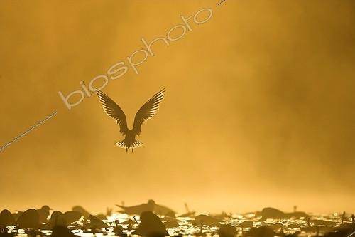 Biosphoto | 621326 | Guifette moustac en vol au dessus d'un étang au petit jour ; Au dessus de la colonie | &copy; Christophe Perelle / Biosphoto