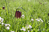Biosphoto | 2621655 | Guinea fritillary (Fritillaria meleagris) in spring in a floodplain meadow along the Loire River, Maine-et-Loire, France. | &copy; Guy Piton / Biosphoto