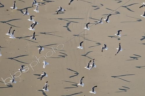 Biosphoto | 953533 | Gulls in the Bay Audierne in Finistère France | &copy; Michel Bureau / Biosphoto