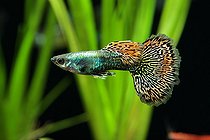 Biosphoto | 2396223 | Guppy (Poecilia reticulata) 'Dragon mosaic' mâle en aquarium | &copy; Bruno Cavignaux / Biosphoto