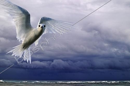 Biosphoto | 153459 | Gygis blanche et tempête sur le lagon Bird island Seychelles ; Image modifiée digitalement | &copy; Martin Harvey / Biosphoto