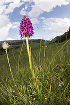 Biosphoto | 2609370 | ×Gymnigritella suaveolens, a natural hybrid between Gymnadenia conopsea and Nigritella rhellicani growing in the mountain meadow, Trentino- Alto Adige, Italy | &copy; Tonči Maletic / Biosphoto