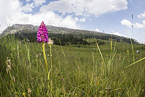 Biosphoto | 2609369 | ×Gymnigritella suaveolens, hybride naturel entre Gymnadenia conopsea et Nigritella rhellicani poussant dans les prairies de montagne, Trentino-Haut-Adige, Italie | &copy; Tonči Maletic / Biosphoto