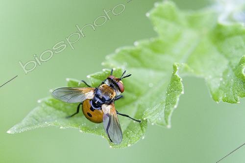 Biosphoto | 2619735 | Gymnosome arrondi (Gymnosoma rotundatum) posé sur une feuille de Grande berce (Heracleum mantegazzianum) au printemps, Auvergne, France | &copy; Monique Morin / Biosphoto