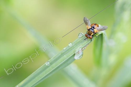 Biosphoto | 2601091 | Gymnosome arrondi (Gymnosoma rotundatum) sur la feuille d'une poacée un soir après la pluie, Auvergne, France | &copy; Monique Morin / Biosphoto