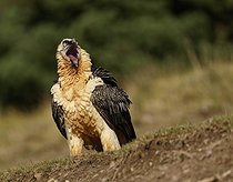 Biosphoto | 2601679 | Gypaète barbu (Gypaetus barbatus) au bec ouvert, Catalogne, Pyrénées, Espagne, Europe | &copy; Winfried Wisniewski / imageBROKER / Biosphoto