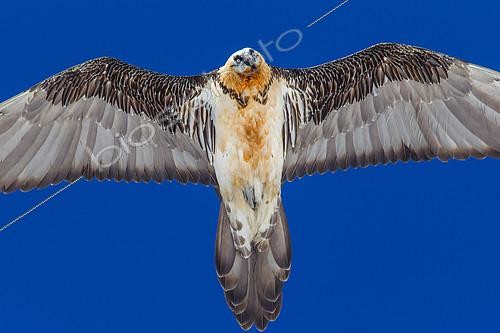 Biosphoto | 2088944 | Gypaète barbu (Gypaetus barbatus) en vol sur fond de ciel bleu, Alpes, Suisse. | &copy; Christian Fosserat / Biosphoto
