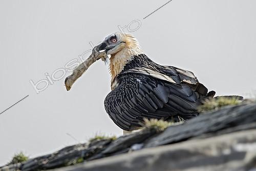 Biosphoto | 2098616 | Gypaète barbu (Gypaetus barbatus), mangeant une patte de mouton, Pyrénées, Espagne | &copy; Ignacio Yufera / Biosphoto
