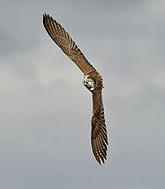 Biosphoto | 1447067 | Gyrfalcon (Falco rusticolus) in flight, maneuvering before diving for prey | &copy; Michael Weber / imageBROKER / Biosphoto