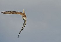 Biosphoto | 1494478 | Gyrfalcon (Falco rusticolus) in flight, maneuvering before diving for prey | &copy; Michael Weber / imageBROKER / Biosphoto