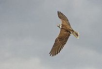 Biosphoto | 1498371 | Gyrfalcon (Falco rusticolus) in flight | &copy; Michael Weber / imageBROKER / Biosphoto