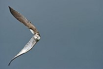 Biosphoto | 1508301 | Gyrfalcon (Falco rusticolus) in flight, maneuvering before diving for prey | &copy; Michael Weber / imageBROKER / Biosphoto