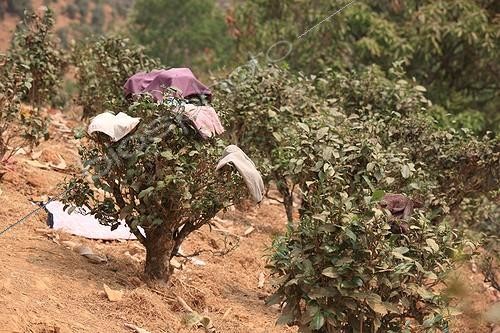 Biosphoto | 1136565 | Habits séchant sur les plantations de Thé Birmanie | &copy; Antoine Boureau / Biosphoto