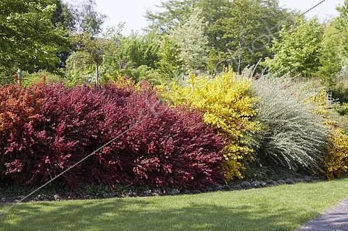 Biosphoto | 2115712 | Haie colorée | &copy; Visions Pictures / Biosphoto