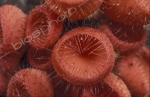 Biosphoto | 2498888 | Hairy Cup fungi (Cookeina tricholoma), Gunung Leuser, Sumatra, Indonesia | &copy; Alain Compost  / Biosphoto