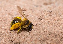 Biosphoto | 2445664 | Hairy legged Mining Bee (Dasypoda hirtipes) female returning to her gallery buried in the sand, solitary bees, Vosges du Nord Regional Natural Park, France | &copy; Michel Rauch / Biosphoto