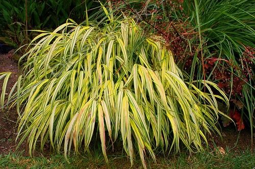 Biosphoto | 55773 | Hakonechloa  Aureola  Jardin de Plantbessin France | &copy; Frédéric Didillon / Biosphoto