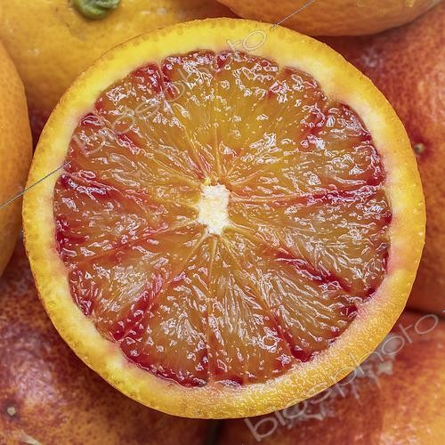 Biosphoto | 2554613 | Half-blood orange | &copy; Marie Aymerez / Biosphoto