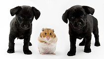 Biosphoto | 1449201 | Half-breed puppies with golden hamster (Mesocricetus auratus) | &copy; Judith Thomandl / imageBROKER / Biosphoto