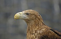 Biosphoto | 1520817 | Haliaeetus albicilla | &copy; Ingo Schulz / imageBROKER / Biosphoto