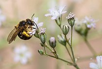 Biosphoto | 2445676 | Halicte (Halictus simplex) femelle sur Gypsophyle (Gypsophila sp), abeilles solitaires, Parc naturel régional des Vosges du Nord, France | &copy; Michel Rauch / Biosphoto