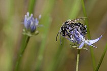 Biosphoto | 2093502 | Halicte (Lasioglossum minutissimum) sur Jasione des montagnes (Jasione montana), Parc naturel régional des Vosges du Nord, France | &copy; Michel Rauch / Biosphoto