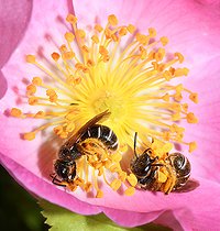 Biosphoto | 2492872 | Halicte pattes-rouges (Halictus rubicundus) femelles récoltant du pollen sur une fleur d'églantier (Rosa canina), Parc naturel régional des Vosges du Nord, France | &copy; Michel Rauch / Biosphoto
