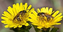 Biosphoto | 2453775 | Halictes de la scabieuse (Halictus scabiosae) femelle sur fleurs de Crépide (Crépis sp), Parc naturel régional des Vosges du Nord, France | &copy; Michel Rauch / Biosphoto