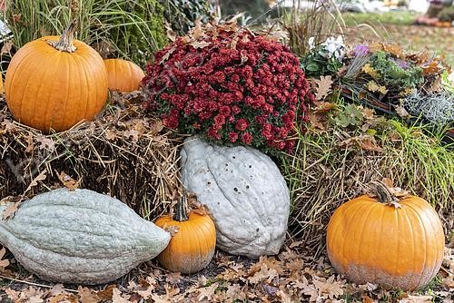 Biosphoto | 2471127 | Halloween decoration: Various gourds and Chrysanthemums, autumn, Germany | &copy; Yann Avril / Biosphoto